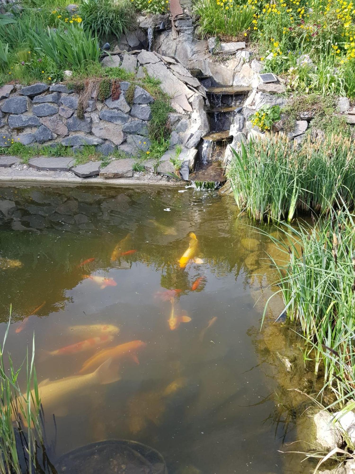 Apartment Wohlfuehlen Am Gartenteich *